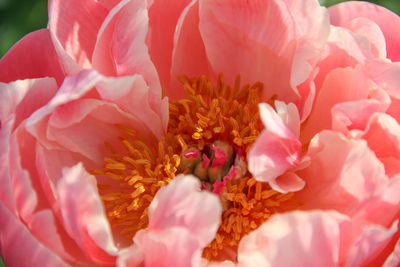 Close-up of pink flowers