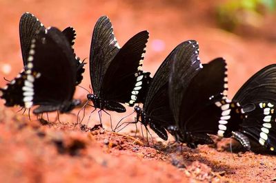 Close-up of plant against blurred background