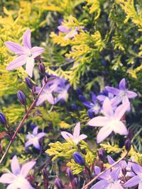 Close-up of purple flowers