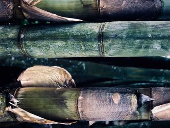 Full frame shot of logs