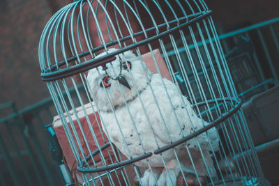 Close-up of white owl in cage