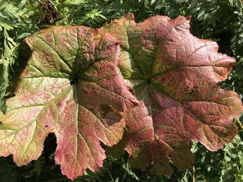 Close-up of autumnal leaves