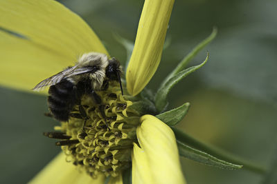 Close-up of bee on flower