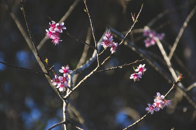 Close-up of pink flowers on branch