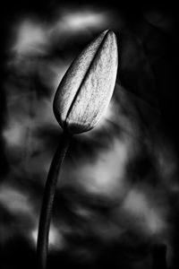 Close-up of plant against blurred background