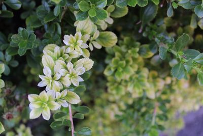 Close-up of flowers