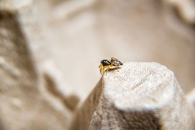 Close-up of bee on wall