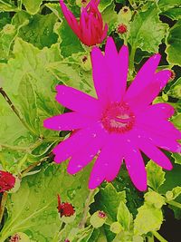 Close-up of pink flower