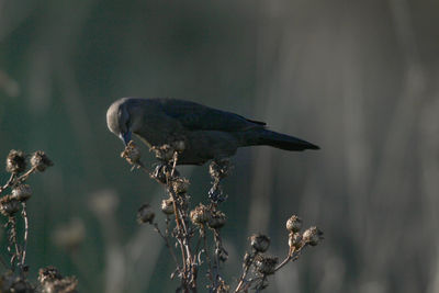 Close-up of bird perching on a branch