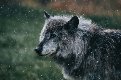 A wolfdog stands in a light snowfall.