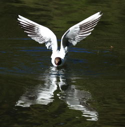 Swans swimming in lake