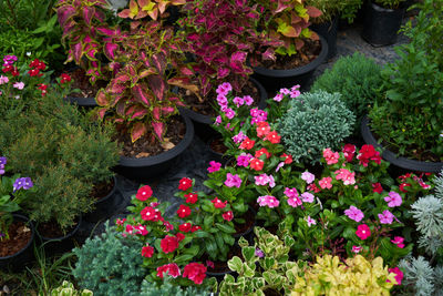 High angle view of pink flowering plants