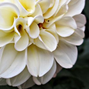 Close-up of white flowers