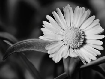 Close-up of daisy flower