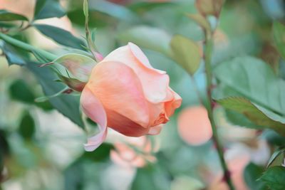 Close-up of rose flower