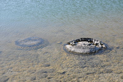 High angle view of rock at beach