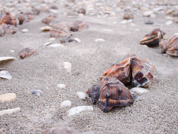 High angle view of shells on sand