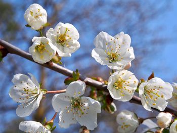 Close-up of white cherry blossom