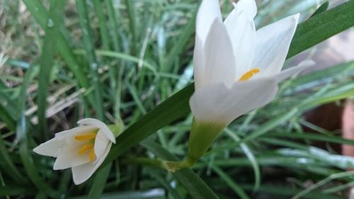 Close-up of white flowers