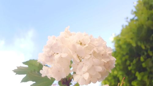 Low angle view of flowering plant against sky