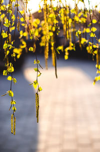 Close-up of yellow leaves on plant