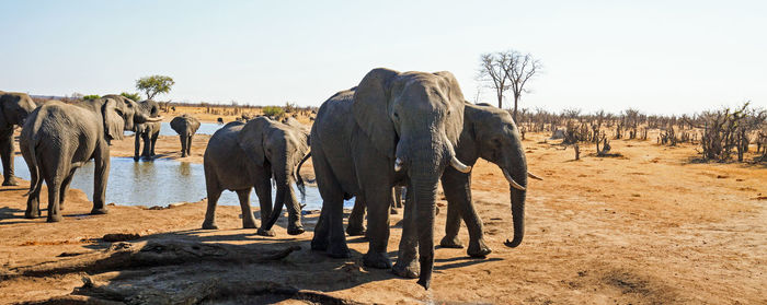 View of elephant standing on field against sky