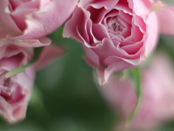 Close-up of pink roses