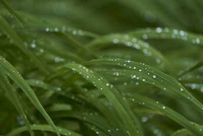 Close-up of raindrops on leaves