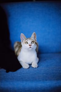 Close-up portrait of cat sitting against blue wall