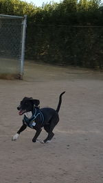 Dog playing with ball on field