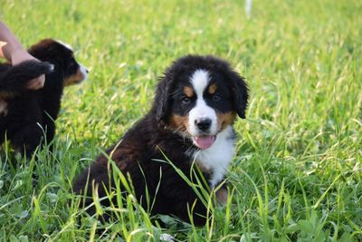 Portrait of dog on grass