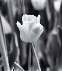 Close-up of flower blooming outdoors