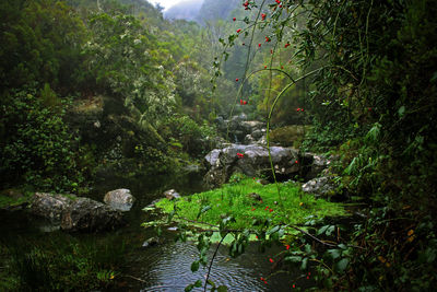 Stream flowing through forest