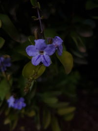 Close-up of purple flowers blooming outdoors