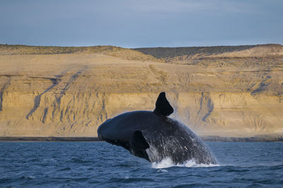 View of horse in sea