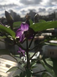 Close-up of butterfly on plant