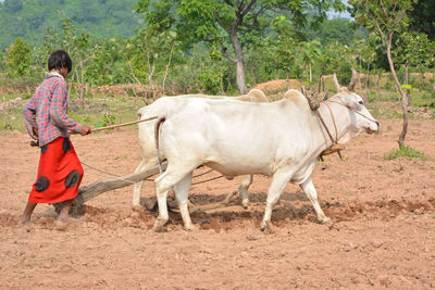 Horse standing in farm