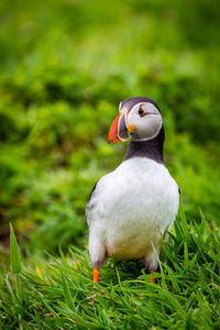 Close-up of puffin on plant