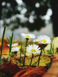 Close-up of white daisy blooming outdoors