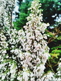 Close-up of white flowers