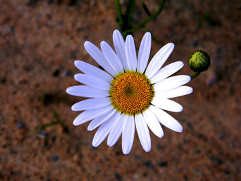 Close-up of white daisy blooming outdoors