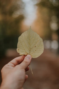 Close-up of hand holding maple leaves