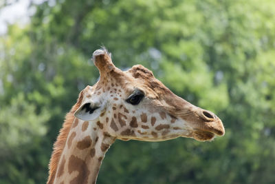 Close-up of giraffe