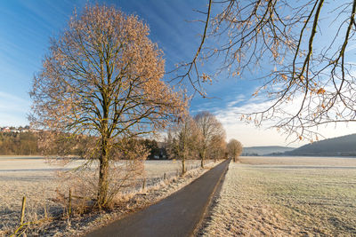 Road amidst bare trees against sky