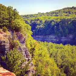 Scenic view of lake in forest