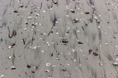 High angle view of birds on sand