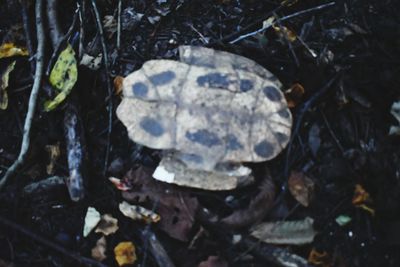 High angle view of dry leaves on land