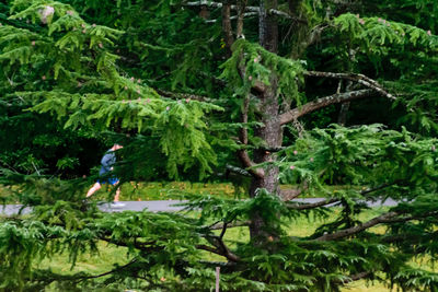 Man amidst trees in forest