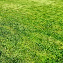 Full frame shot of grassy field