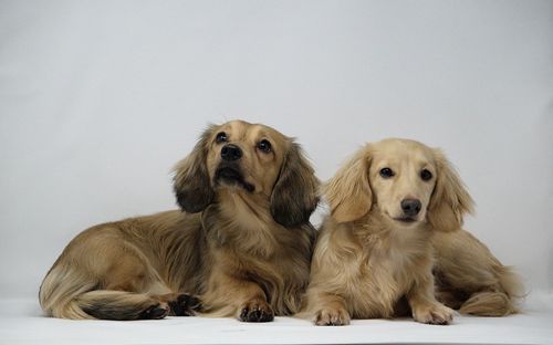 Portrait of a dog over white background